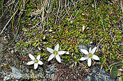 Bewimpertes Sandkraut (Arenaria ciliata) (C202783) Bewimpertes Sandkraut (Arenaria ciliata) (C202783)