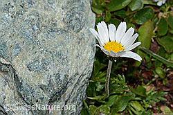 Gewöhnliche Alpenmargerite (Leucanthemopsis alpina) (C202987) Gewöhnliche Alpenmargerite (Leucanthemopsis alpina) (C202987)