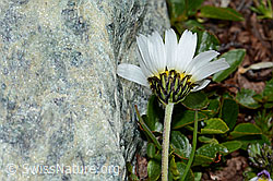 Gewöhnliche Alpenmargerite (Leucanthemopsis alpina) (C202989) Gewöhnliche Alpenmargerite (Leucanthemopsis alpina) (C202989)