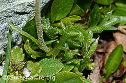 Gewöhnliche Alpenmargerite (Leucanthemopsis alpina) (C202993) Gewöhnliche Alpenmargerite (Leucanthemopsis alpina) (C202993)