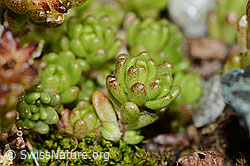 Alpen-Mauerpfeffer (Sedum alpestre) (C203026)