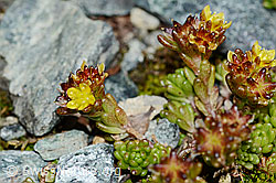Alpen-Mauerpfeffer (Sedum alpestre) (C203029)