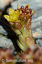 Alpen-Mauerpfeffer (Sedum alpestre) (C203030)