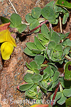 Alpen-Hornklee (Lotus alpinus) (C203055) Alpen-Hornklee (Lotus alpinus) (C203055)
