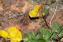 Alpen-Hornklee (Lotus alpinus) (C203059) Alpen-Hornklee (Lotus alpinus) (C203059)