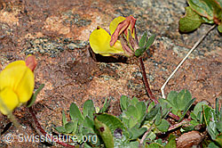 Alpen-Hornklee (Lotus alpinus) (C203060) Alpen-Hornklee (Lotus alpinus) (C203060)