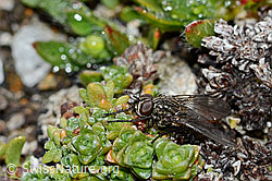 Foto: Helina reversio (Echte Fliege)