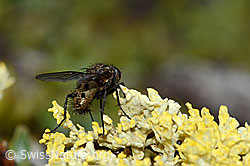 Foto: Helina reversio (Echte Fliege)