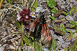 Alpen-Widderchen (Zygaena exulans) an Zwerg-Augentrost (Euphrasia minima) (C203178) Alpen-Widderchen (Zygaena exulans) an Zwerg-Augentrost (Euphrasia minima) (C203178)