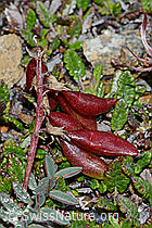 Alpen-Spitzkiel (Oxytropis campestris) (C203191) Alpen-Spitzkiel (Oxytropis campestris) (C203191)