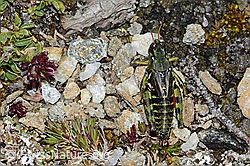 Nordische Gebirgsschrecke (Bohemanella frigida) (C203258) Nordische Gebirgsschrecke (Bohemanella frigida) (C203258)