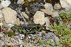 Nordische Gebirgsschrecke (Bohemanella frigida) (C203262) Nordische Gebirgsschrecke (Bohemanella frigida) (C203262)