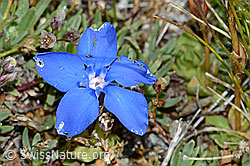 Schleichers Enzian (Gentiana schleicheri) (C203369) Schleichers Enzian (Gentiana schleicheri) (C203369)