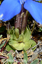 Schleichers Enzian (Gentiana schleicheri) (C203371) Schleichers Enzian (Gentiana schleicheri) (C203371)