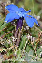 Schleichers Enzian (Gentiana schleicheri) (C203376) Schleichers Enzian (Gentiana schleicheri) (C203376)