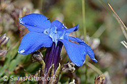 Schleichers Enzian (Gentiana schleicheri) (C203377) Schleichers Enzian (Gentiana schleicheri) (C203377)