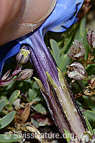 Schleichers Enzian (Gentiana schleicheri) (C203381) Schleichers Enzian (Gentiana schleicheri) (C203381)