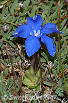 Schleichers Enzian (Gentiana schleicheri) (C203382) Schleichers Enzian (Gentiana schleicheri) (C203382)