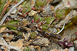 Malthodes flavoguttatus (Weichkäfer) (C203407) Malthodes flavoguttatus (Weichkäfer) (C203407)