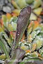 Alpen-Aster (Aster alpinus) (C203466) Alpen-Aster (Aster alpinus) (C203466)