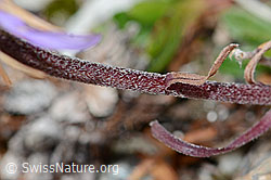 Alpen-Aster (Aster alpinus) (C203467) Alpen-Aster (Aster alpinus) (C203467)