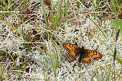 Foto: Wachtelweizen-Scheckenfalter (Melitaea athalia)