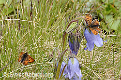 Foto: Wachtelweizen-Scheckenfalter (Melitaea athalia) auf Bärtiger Glockenblume (Campanula barbata)
