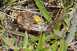Foto: Tipula varipennis (Schnake)