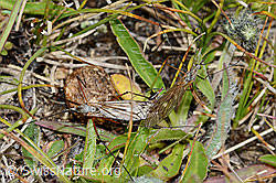 Foto: Tipula varipennis (Schnake)