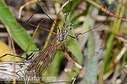Foto: Tipula varipennis (Schnake)