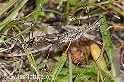 Foto: Tipula varipennis (Schnake)
