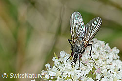 Foto: Helina reversio (Echte Fliege) auf Zwerg-Mutterwurz (Ligusticum mutellinoides)