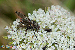 Foto: Helina reversio (Echte Fliege) auf Zwerg-Mutterwurz (Ligusticum mutellinoides)