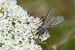 Foto: Helina reversio (Echte Fliege) auf Zwerg-Mutterwurz (Ligusticum mutellinoides)