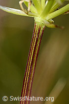 C203619: Zwerg-Mutterwurz (Ligusticum mutellinoides)