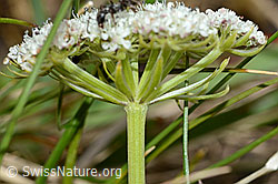 C203620: Zwerg-Mutterwurz (Ligusticum mutellinoides)