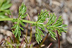 C203621: Zwerg-Mutterwurz (Ligusticum mutellinoides)