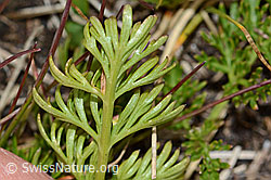 C203624: Zwerg-Mutterwurz (Ligusticum mutellinoides)