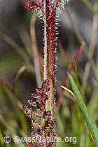 C203718: Knolliges Läusekraut (Pedicularis tuberosa)