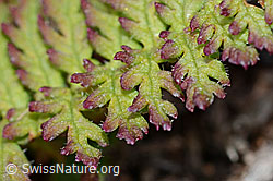 C203721: Knolliges Läusekraut (Pedicularis tuberosa)