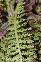 C203723: Knolliges Läusekraut (Pedicularis tuberosa)