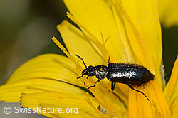 Dasytes obscurus (Wollhaarkäfer) (C203772) Dasytes obscurus (Wollhaarkäfer) (C203772)