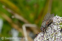 Foto: Helina depuncta (Echte Fliege) auf Zwerg-Mutterwurz (Ligusticum mutellinoides)