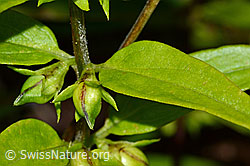 C203874: Wald-Wachtelweizen (Melampyrum sylvaticum)