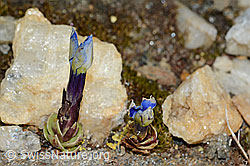 Foto: Schleichers Enzian (Gentiana schleicheri)