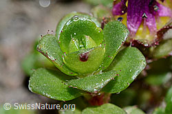 C205102: Zweiblütiger Steinbrech (Saxifraga biflora)
