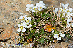 Foto: Kurzstängelige Gämskresse (Pritzelago alpina ssp. brevicaulis)