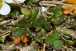 Foto: Kurzstängelige Gämskresse (Pritzelago alpina ssp. brevicaulis)