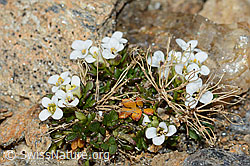 Foto: Kurzstängelige Gämskresse (Pritzelago alpina ssp. brevicaulis)