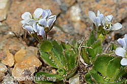 Bläuliche Gänsekresse (Arabis caerulea) (C205334)